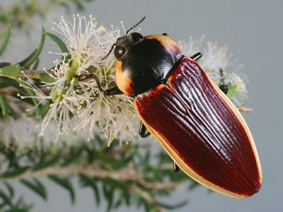 Temognatha marginalis, PL1428, female, on Melaleuca lanceolata, EP